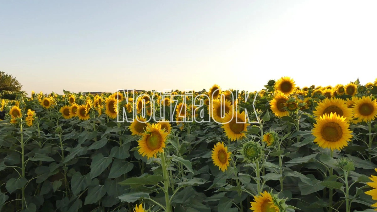 Girasoli - Capo Colonna - Foto Redazione