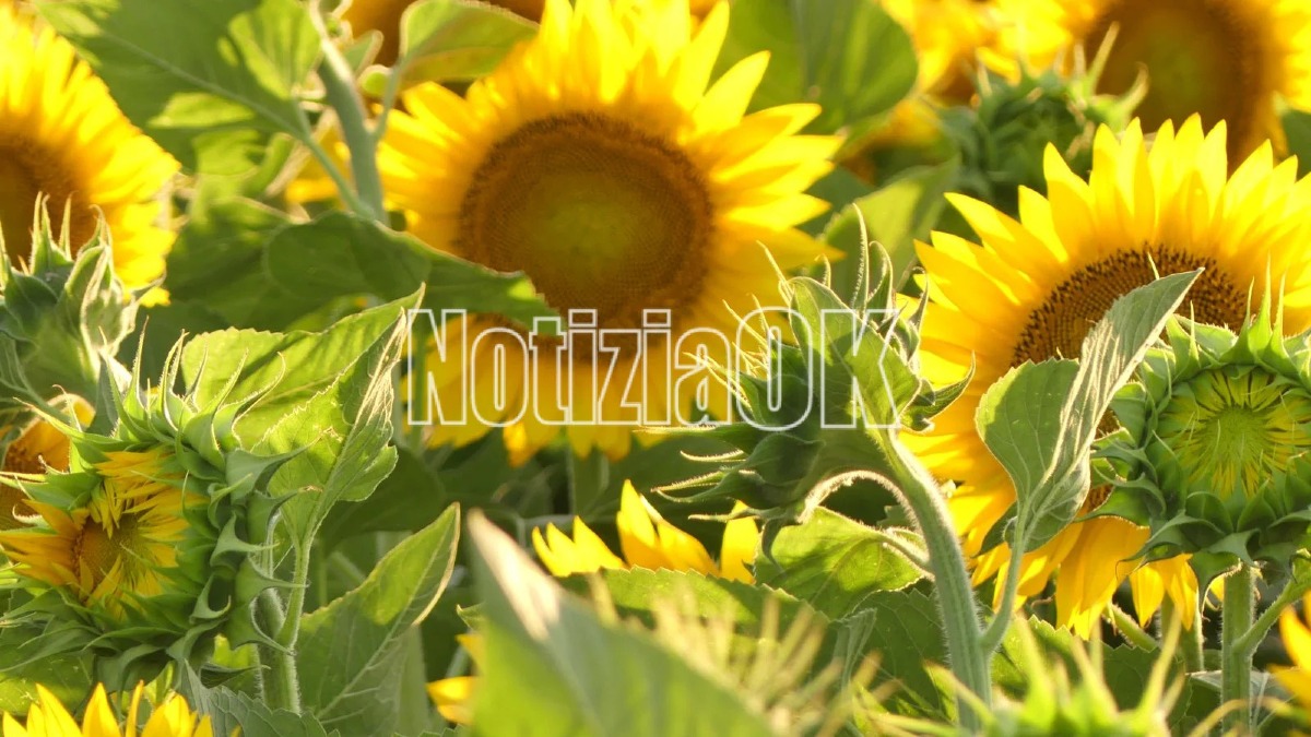 Girasoli - Capo Colonna - Foto Redazione
