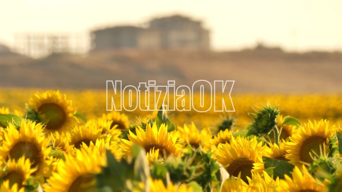 Girasoli - Capo Colonna - Foto Redazione