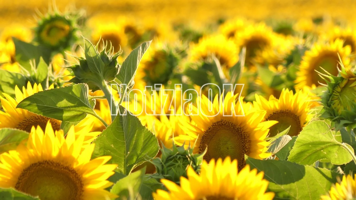 Girasoli - Capo Colonna - Foto Redazione