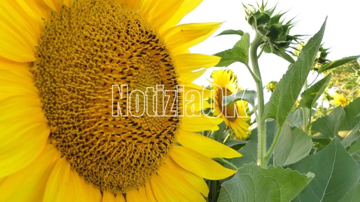 Girasoli - Capo Colonna - Foto Redazione