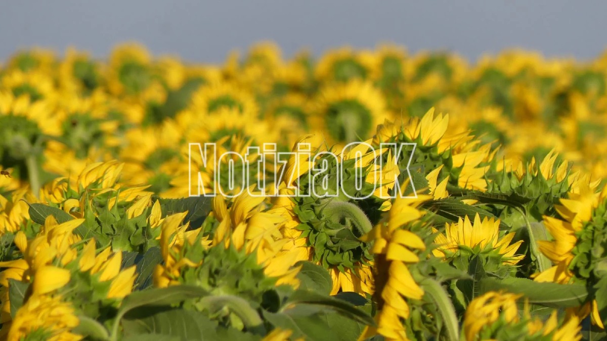 Girasoli - Capo Colonna - Foto Redazione