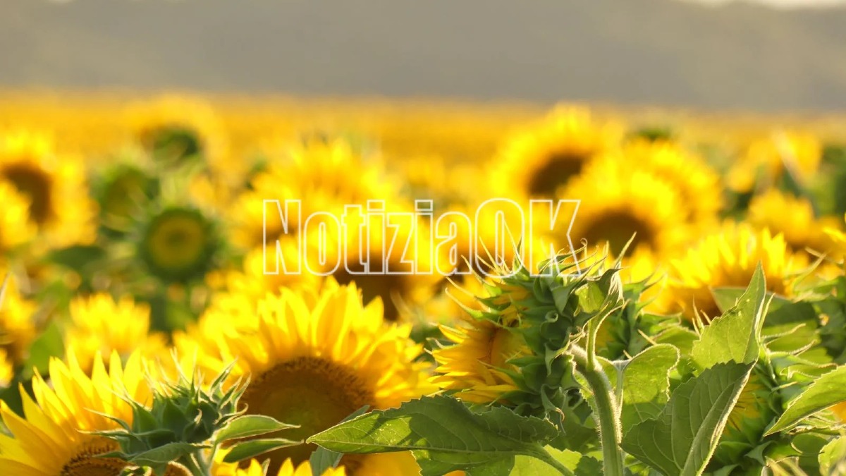 Girasoli - Capo Colonna - Foto Redazione