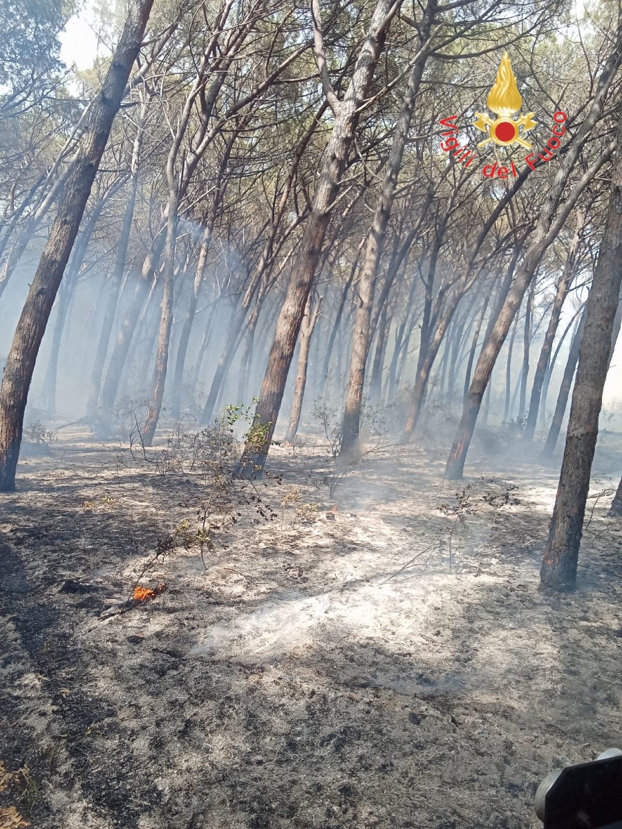 Incendio Curinga - Foto Uff. Stampa Vigili del Fuoco 19.07.2026