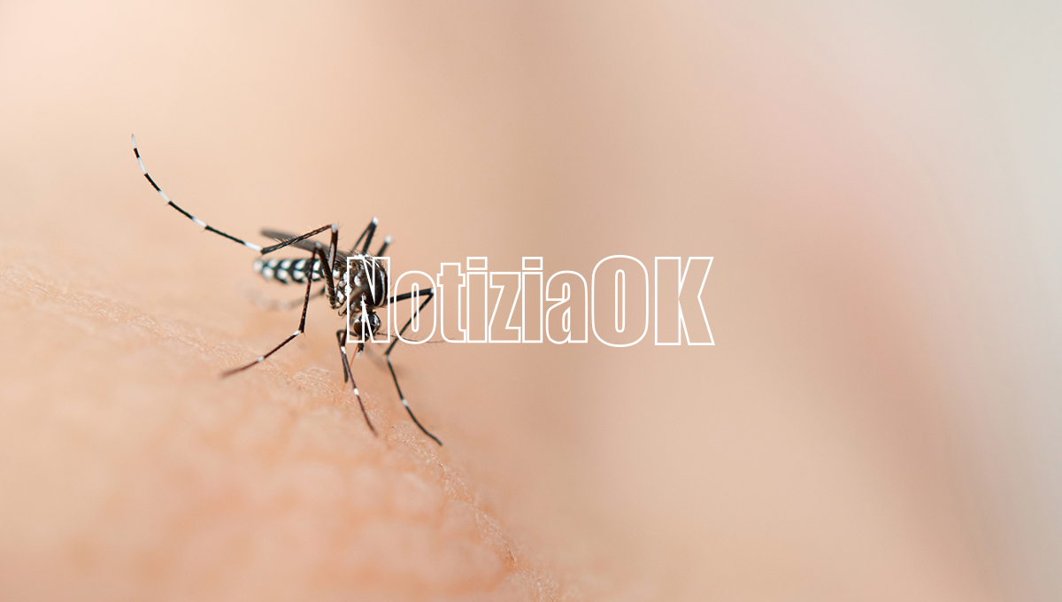 Caraffa di Catanzaro, nuovo intervento di disinfestazione contro zanzare e virus West Nile - Foto: Redazione 
