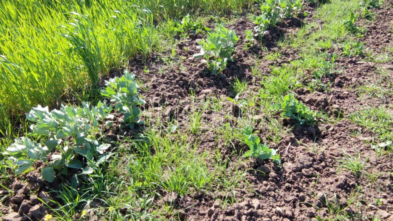 Agricoltura, approvato alla Camera il piano “Coltivaitalia” - Foto: Redazione 