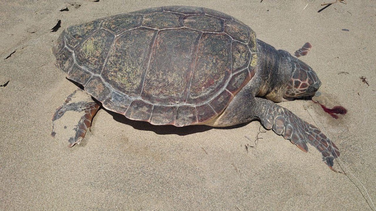 Botricello, sulla spiaggia del Villaggio Carioca alla scoperta del mare - Foto Uff Stampa WWF Crotone 