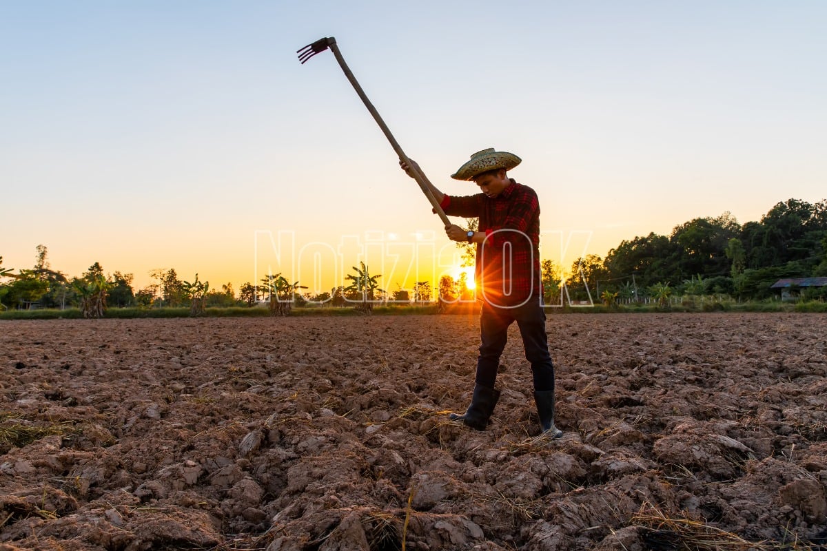 Lavoro agricolo irregolare, controlli straordinari INPS tra Crotone, Cosenza e Catanzaro - Foto: Redazione 