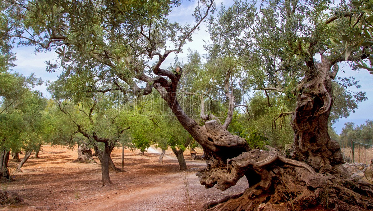 Pnrr Agricoltura in Calabria: Arcea liquida oltre 2,4 milioni di euro per frantoi e meccanizzazione - Foto: Redazione 