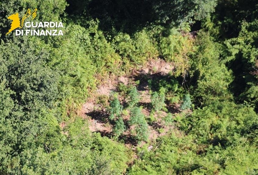 (VIDEO) Scoperta piantagione di marijuana nel Cosentino: profitti stimati oltre 200 mila euro - Foto Uff. Stampa Guardia di finanza