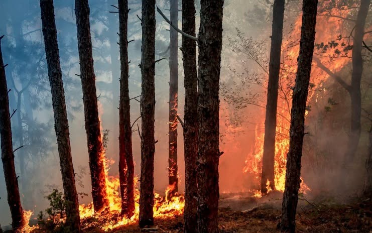 Incendio a Morano Calabro, arrestato il presunto responsabile del rogo di località Vado - Foto: Uff. Stampa Comune di Morano Calabro