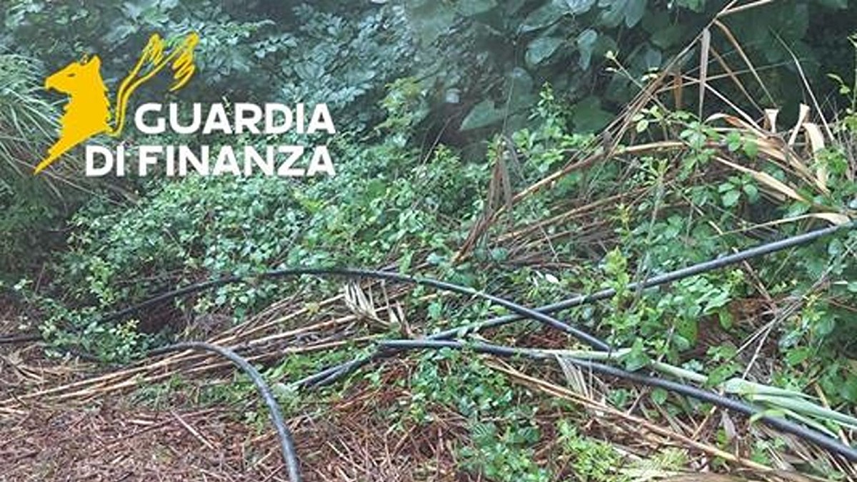 Bonifati, scoperta maxi piantagione di marijuana nel bosco: sequestro da 500mila euro - Foto Uff. Stampa Guardia di finanza