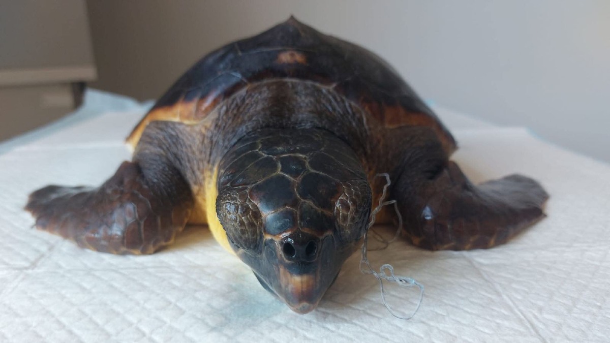 Tartarughe marine ferite, il WWF Crotone: «Il nostro mare è sempre più pericoloso» - Foto Uff. Stampa WWF Crotone 