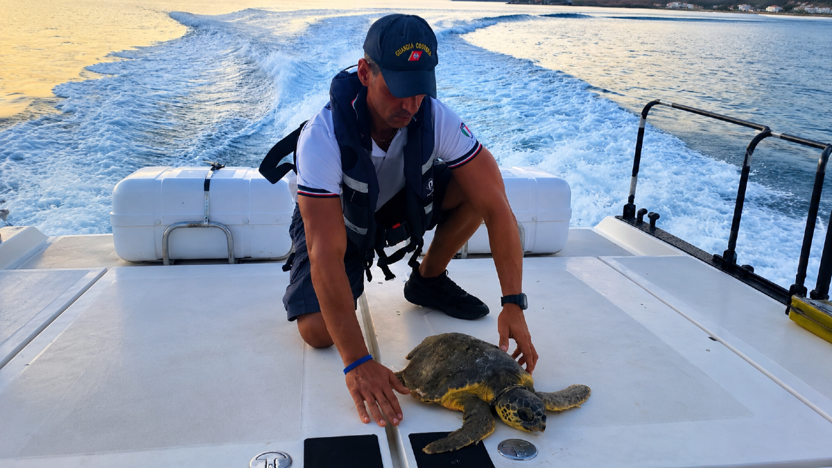 Guardia Costiera, controlli lungo le coste crotonesi: 18 sanzioni e una tartaruga salvata - Foto Uff Stampa Guardia Costiera 