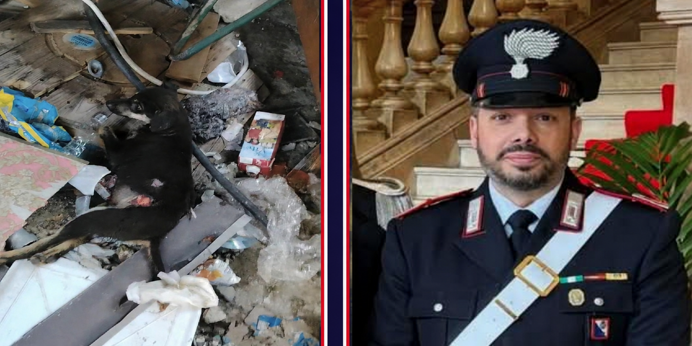 Cucciolo salvato tra i rifiuti a Lamezia, operato d’urgenza: si lotta per Fiamma - 