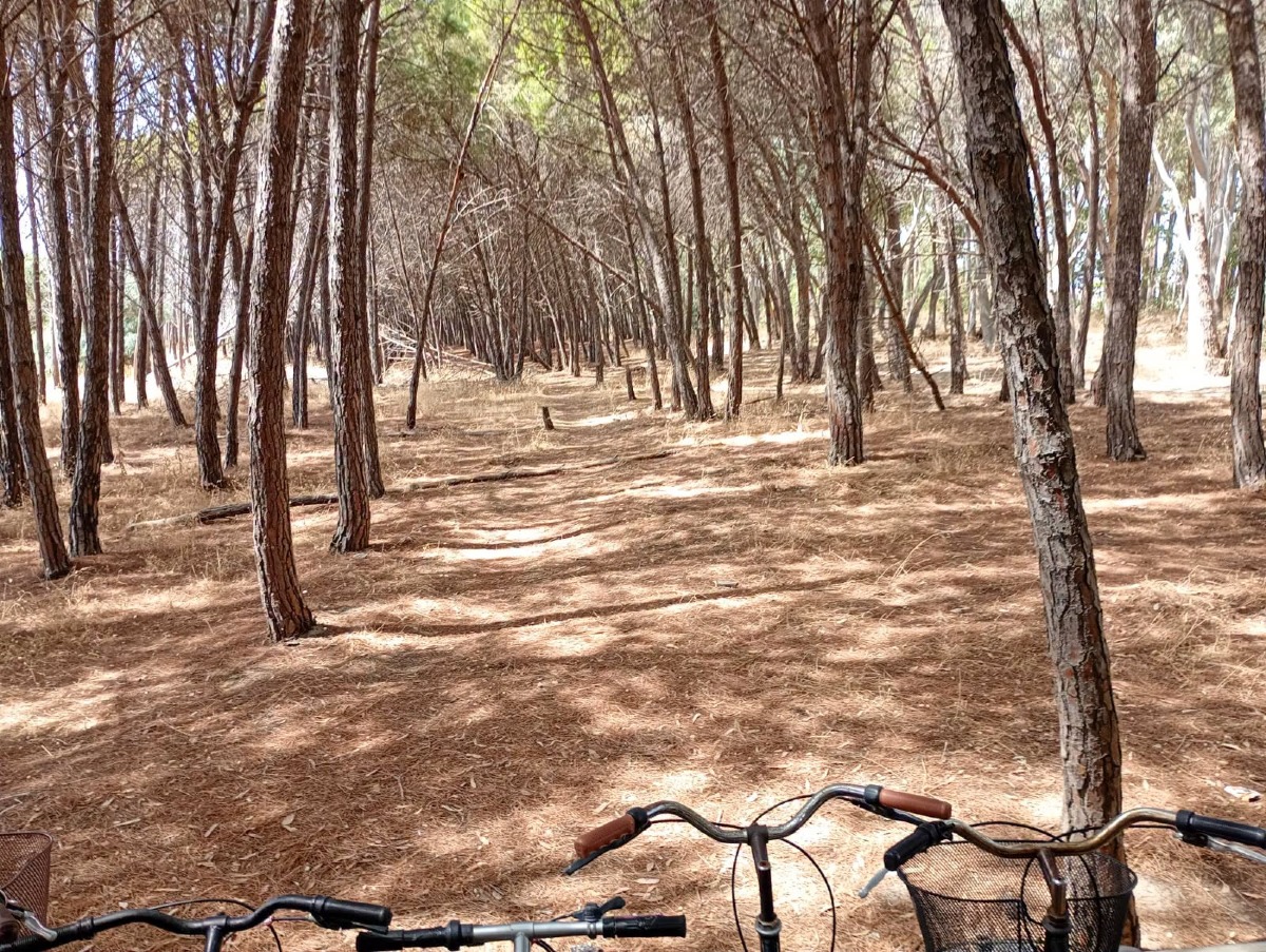 Botricello, nuova pulizia della pineta davanti al villaggio Costa del Turchese - Foto: Uff. Stampa Comune di Botricello