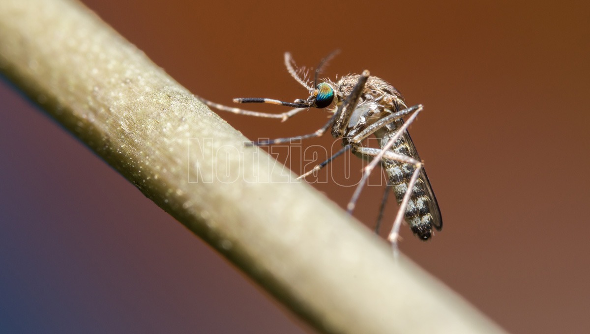 West Nile, 432 casi in Italia: il virus circola anche in Calabria - Foto: Redazione 