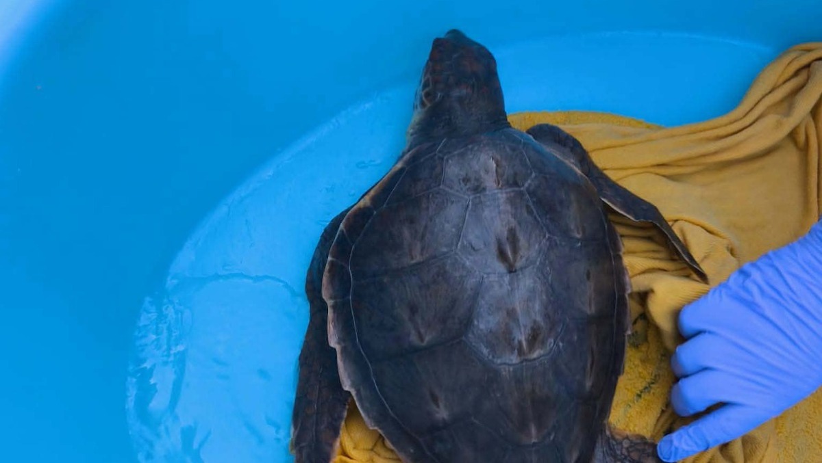 Botricello, la tartaruga Mirko torna in mare - Foto: Uff. Stampa Comune di Botricello 