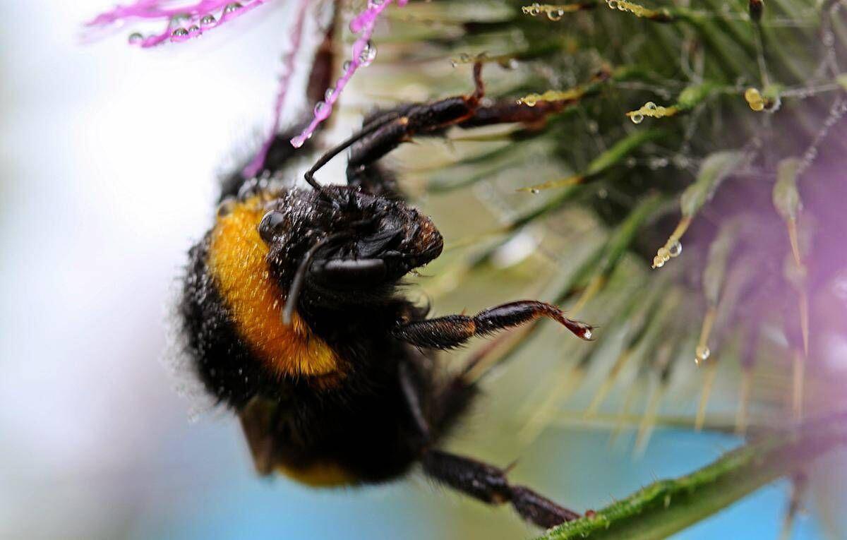 Morto dopo la puntura di un calabrone, cosa fare subito: cosa dice l'allergologa - 