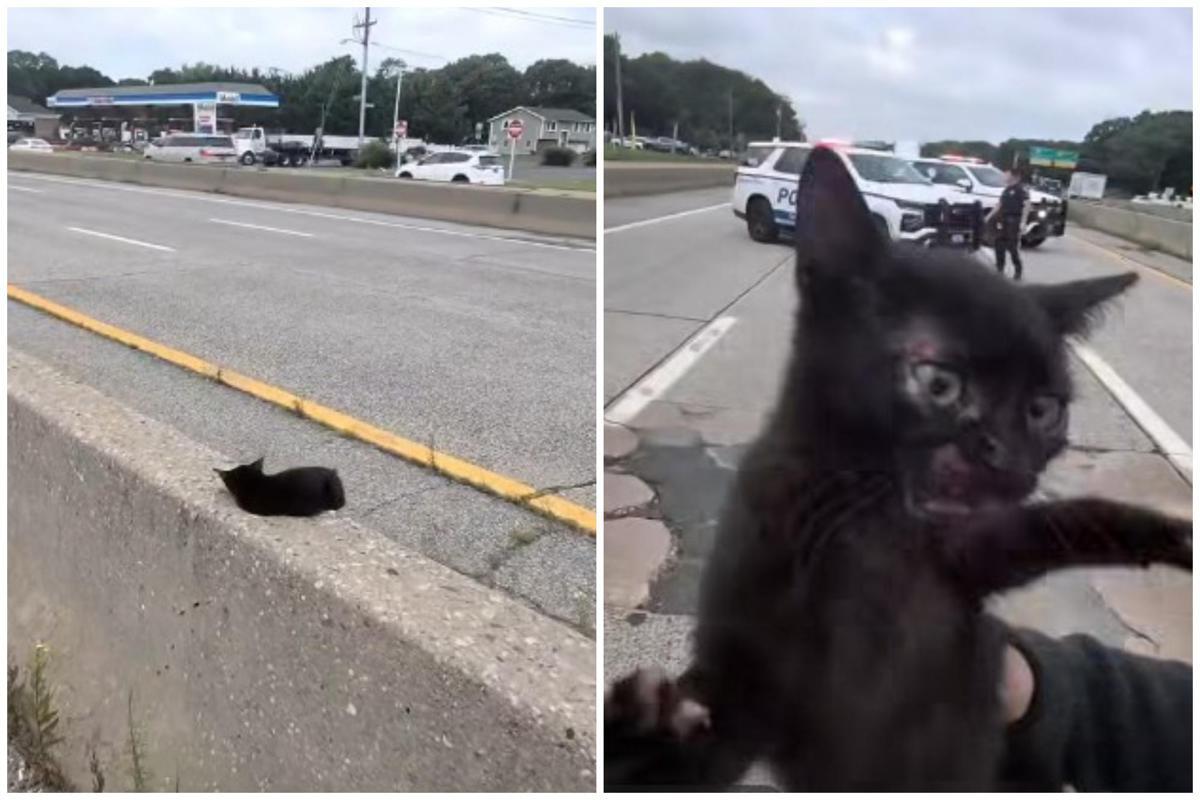 "C'è un gatto in autostrada", l'operazione di salvataggio (riuscita) a New York - 