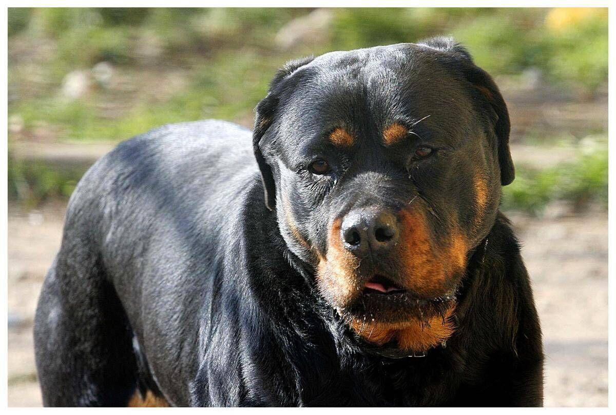 Azzannato in campagna da due rottweiler, muore 72enne: dramma a Lecce - 