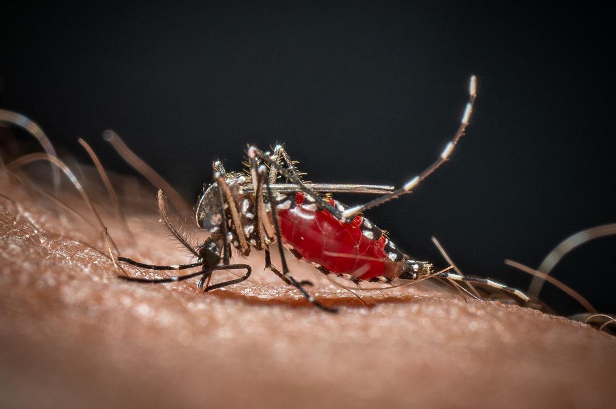 Cos'è la malaria, la 'febbre palustre' portata dalle zanzare che ora spaventa la Germania - 