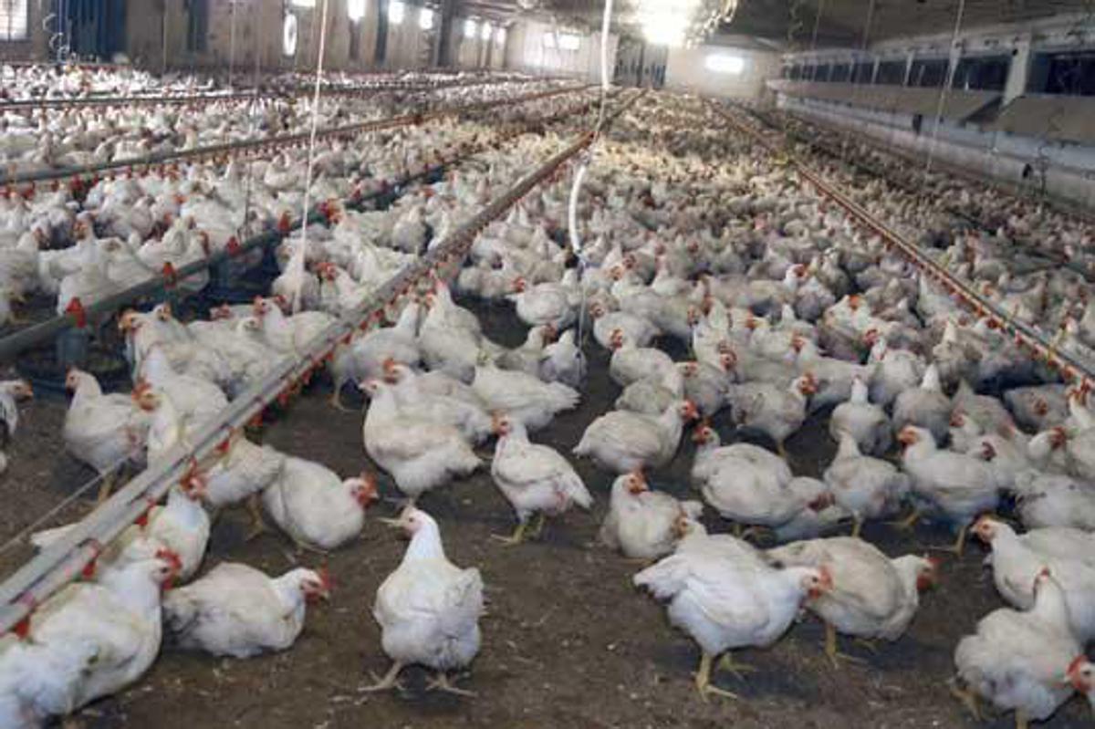 Meglio il pollo con pelle bianca o gialla? L'allevatore sfata un falso mito - 