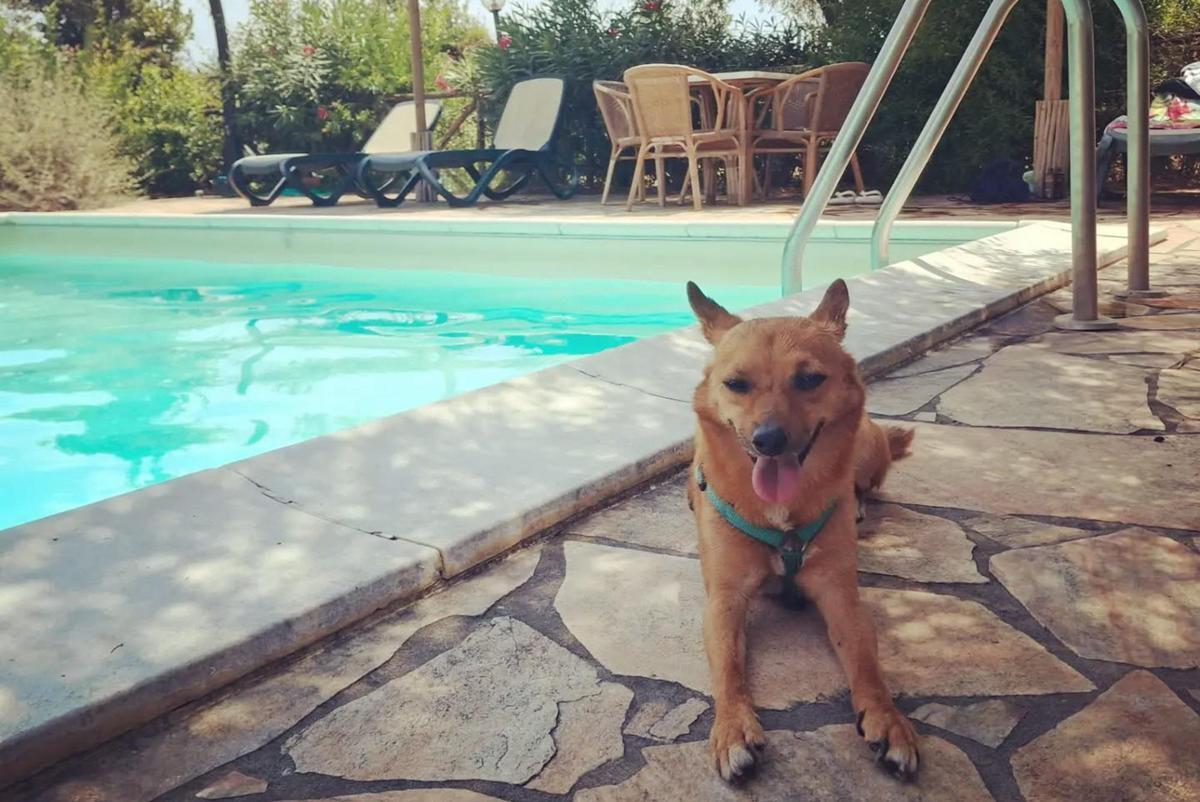 Giornata internazionale del cane, i consigli per viaggiare pet-friendly in Italia e all’estero - 