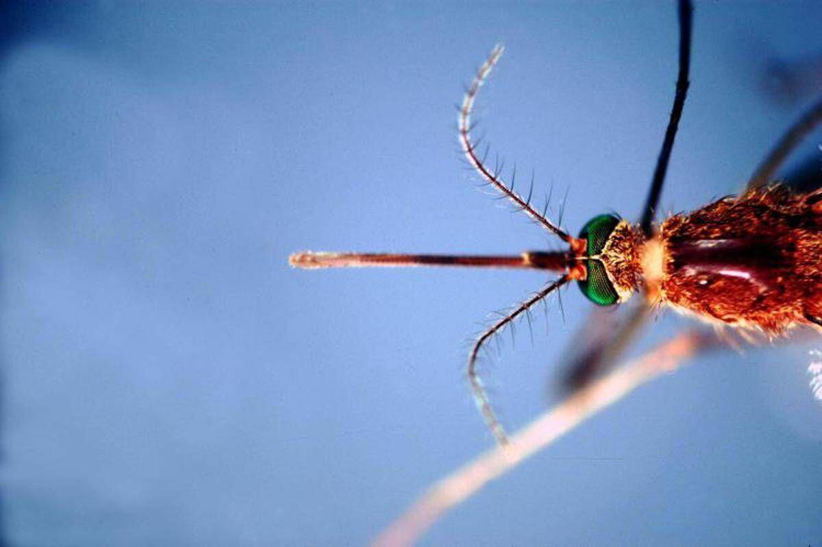 West Nile, infezioni in crescita: 312 casi confermati e 13 decessi da inizio anno - 