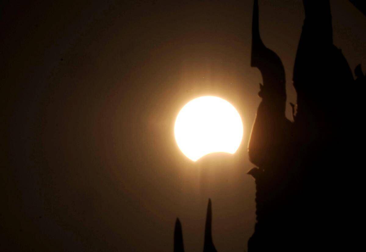 Eclissi, anche gli animali la vedranno: i consigli per non farli agitare - 
