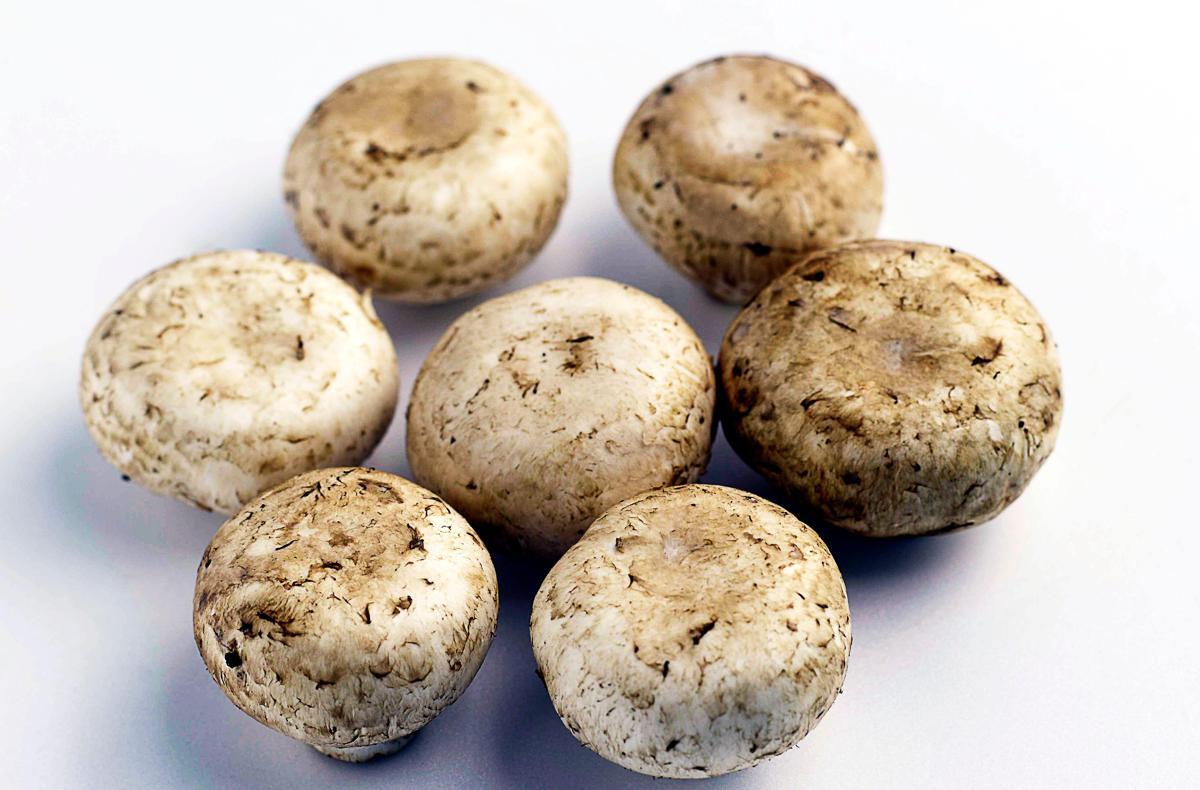 Da funghi champignon possibile azione anti-cancro prostata, si studia meccanismo - 