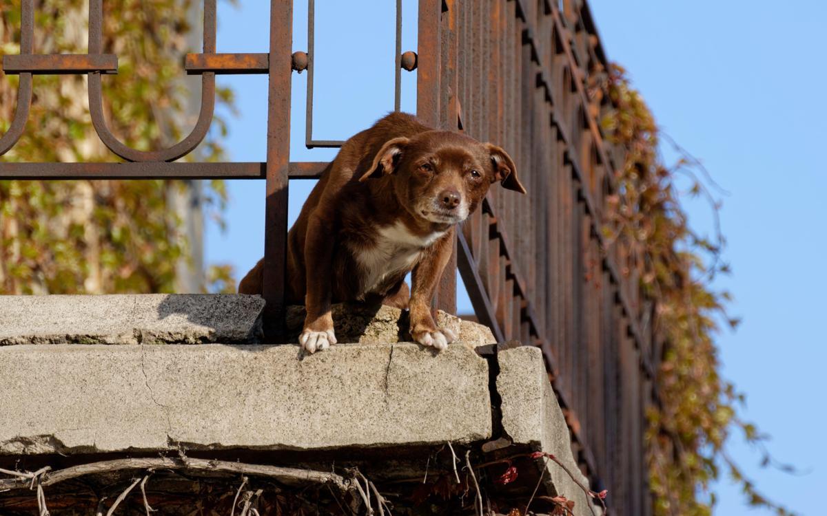 No a cani e gatti su balconi, scantinati, terrazze e cortili: la nuova legge in Spagna - 