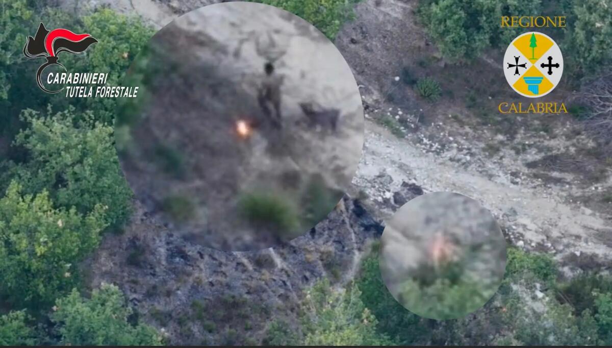 Appicca il fuoco al bosco, arrestato un allevatore incastrato dal drone / Video - 