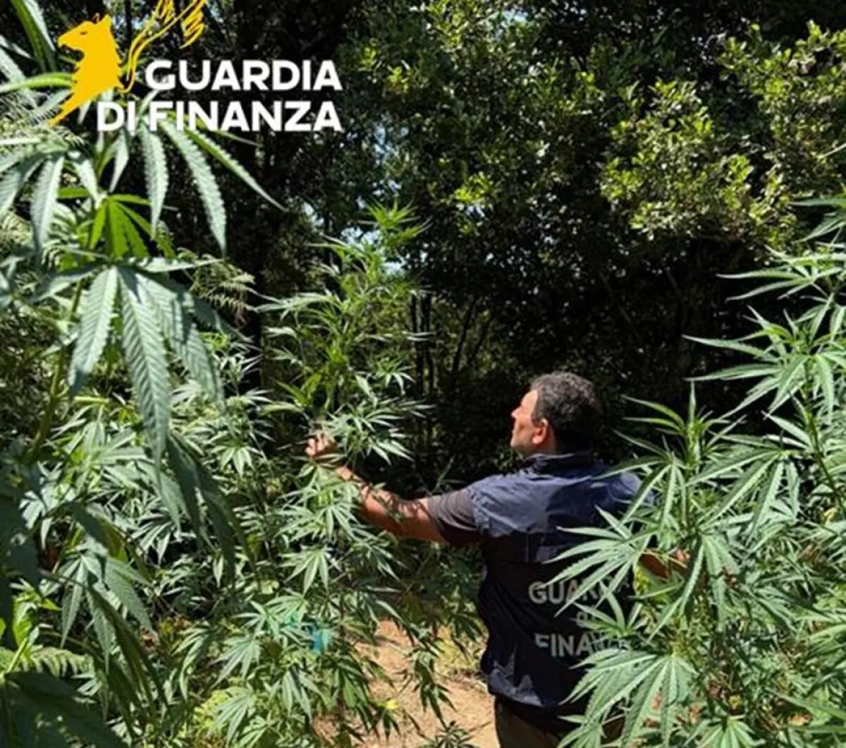 Sequestrata nel Cosentino una piantagione di marijuana nascosta nel bosco - 