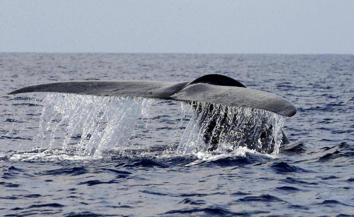 Balena di 200 anni in Groenlandia: "È nata prima della guerra civile americana" - 