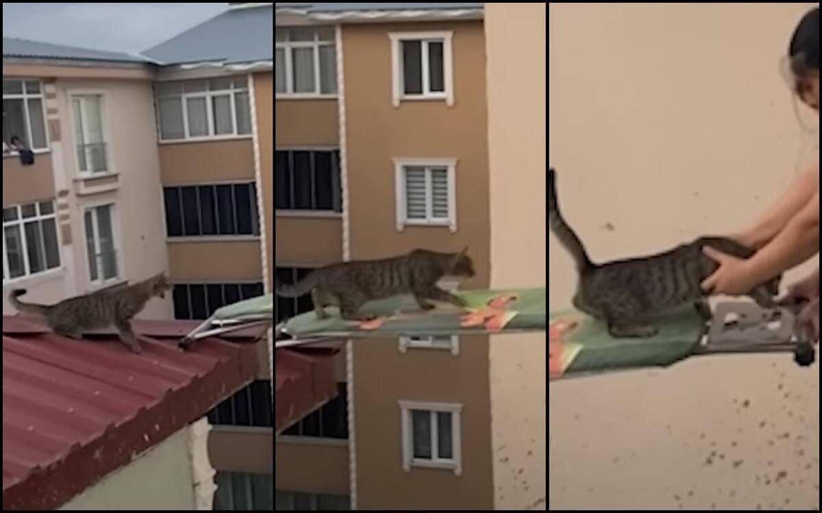 Gatto in pericolo su un tetto, il 'salvataggio' con... un'asse da stiro - Video - 