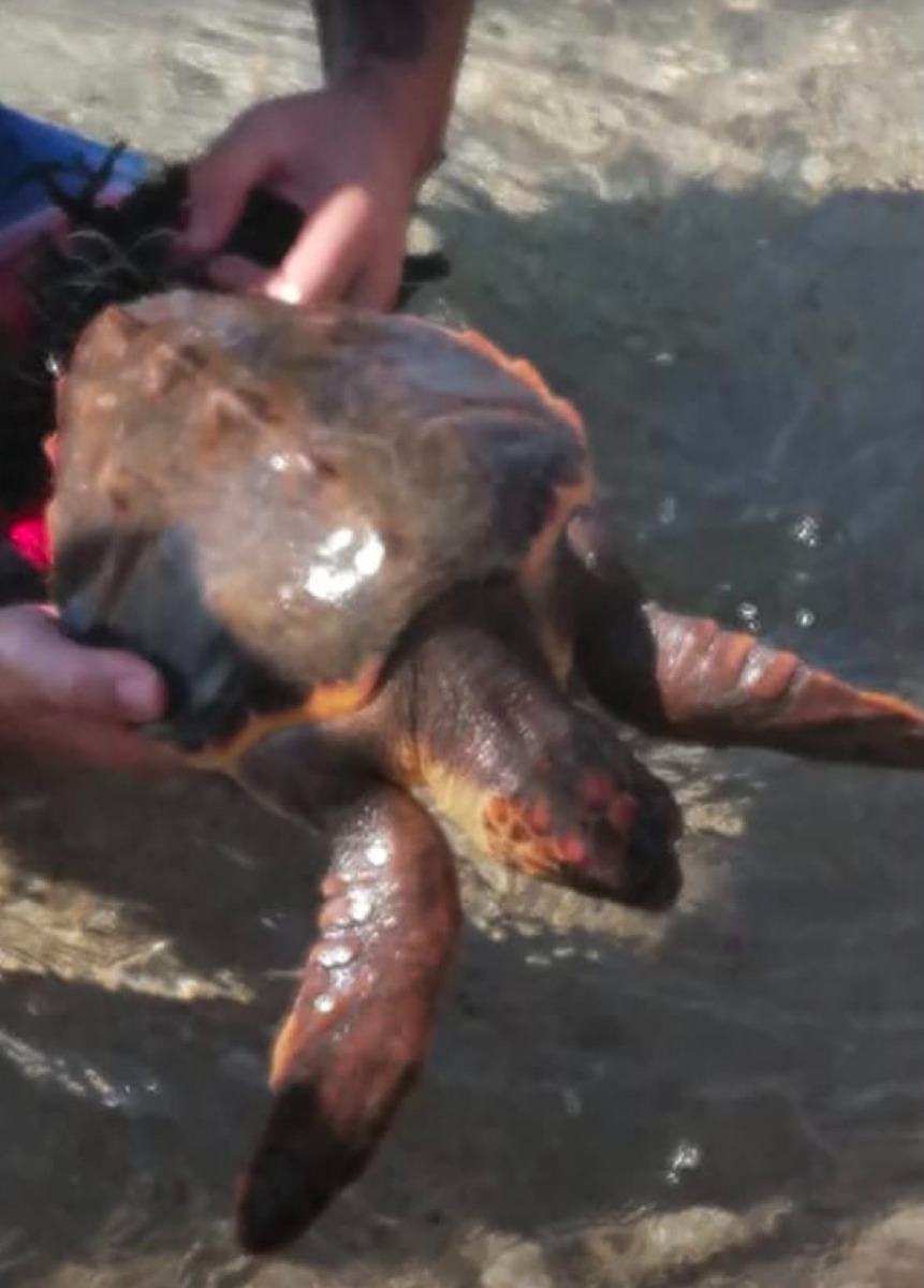 WWF Crotone tartarughe - Foto Uff. Stampa WWF Crotone 