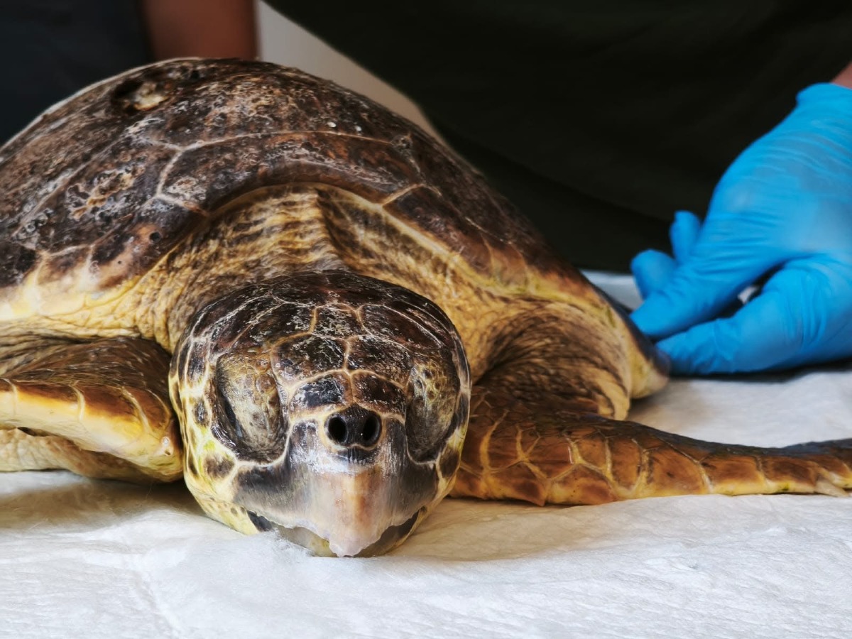 WWF Crotone tartarughe - Foto Uff. Stampa WWF Crotone 