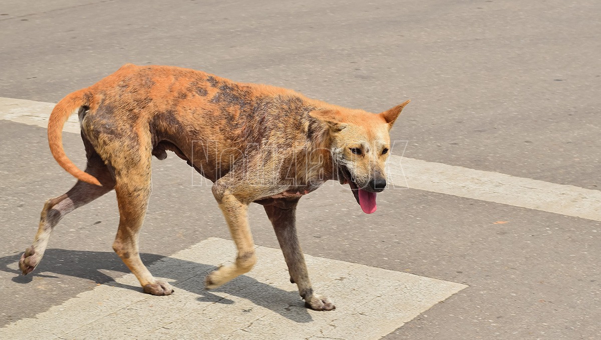 Cutro - Cani avvelenati, ordinanza urgente del Sindaco - Foto: Redazione 