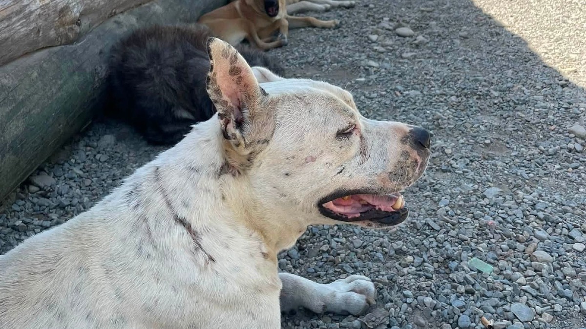 Oasi Argo, è tempo di ripartire: a Cirò Marina bisogna ricostruire una casa per i cani - Foto Oasi Argo 