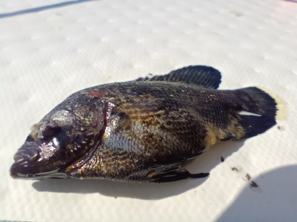 Capo Colonna, eccezionale ritrovamento in mare: catturato un raro Pesce foglia - Foto: Uff. Stampa Circolo Ibis