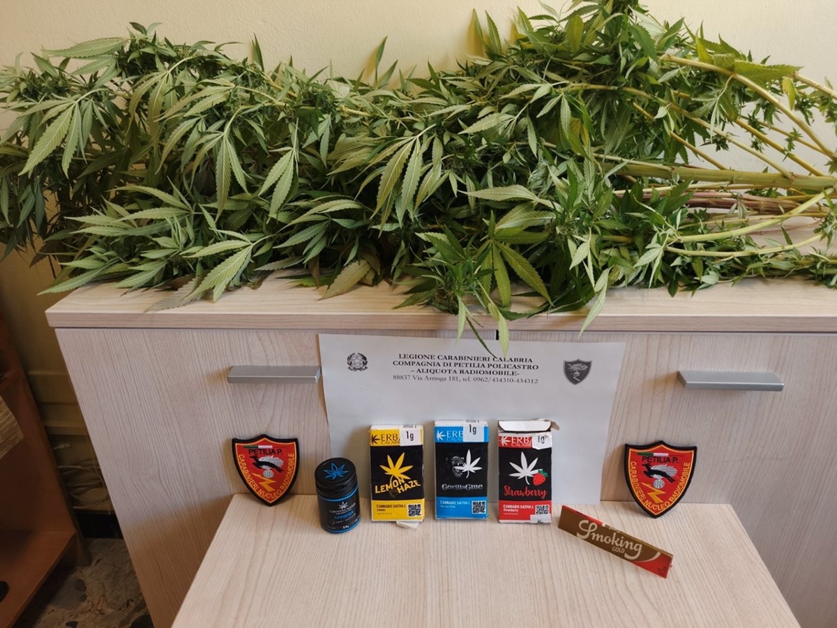 Petilia - Cannabis sul balcone, scoperta una coltivazione domestica - Foto: Ufficio stampa Carabinieri Crotone
