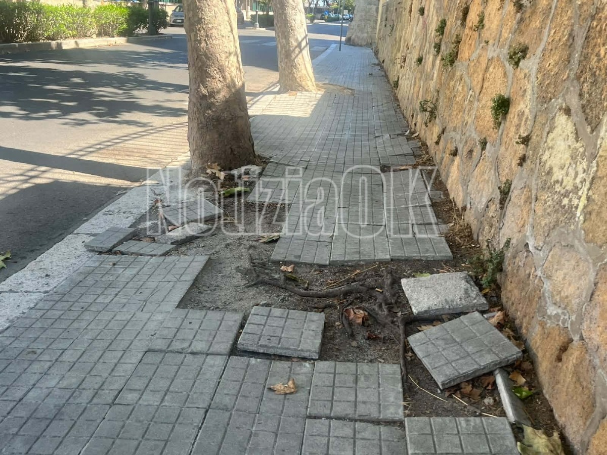 Crotone, viale Regina Margherita: le radici degli alberi danneggiano i marciapiedi - Foto: Redazione 