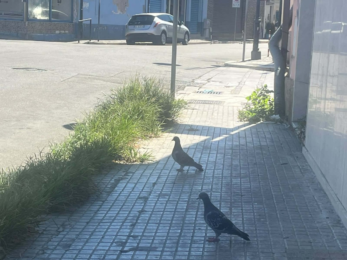 Crotone, zona Porto: erba alta lungo i marciapiedi - Foto: Redazione 