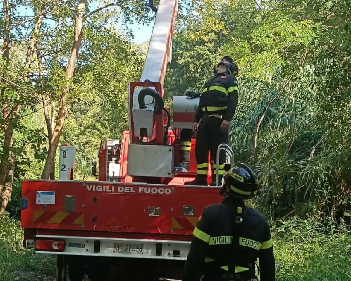 Fiumefreddo Bruzio, recuperato un parapendista rimasto incastrato sulla cima di un albero  - Foto: Uff. Stampa Comando