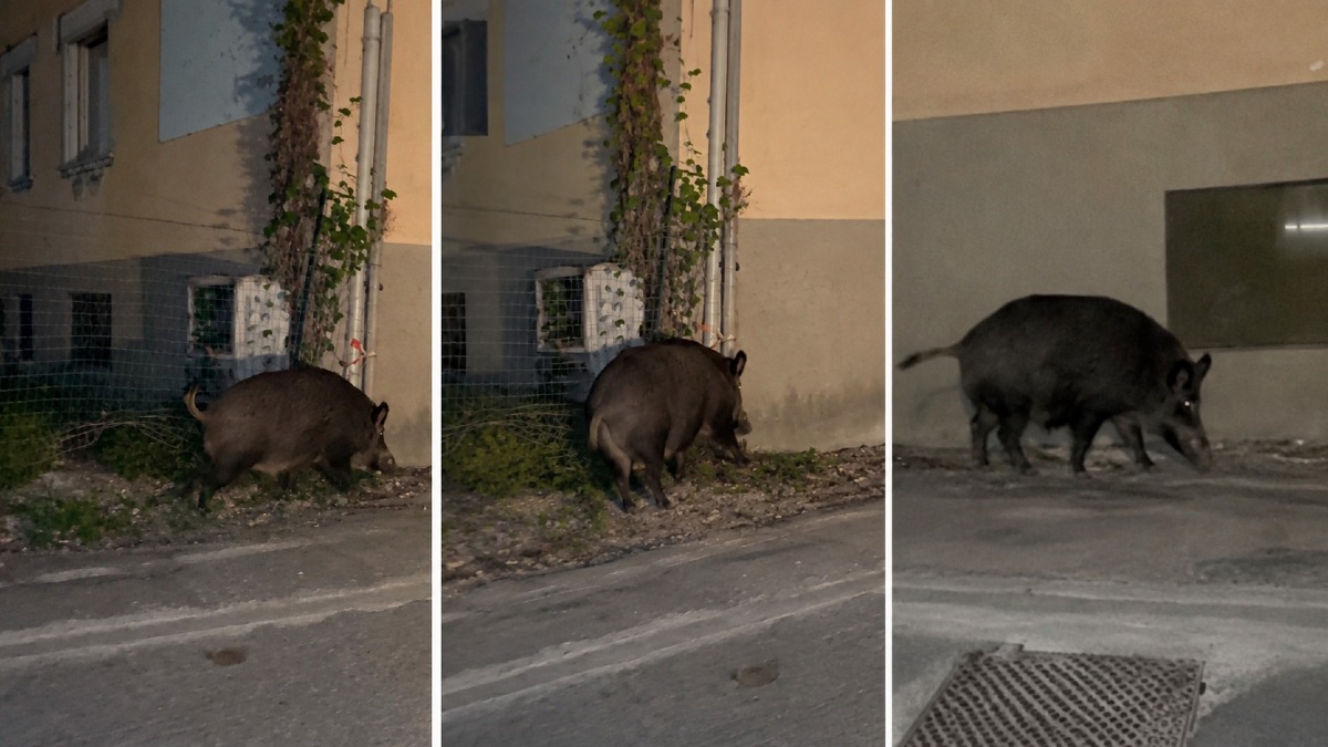 Papanice invasa dai cinghiali: branco avvistato tra la SP 52 e le vie del quartiere - 