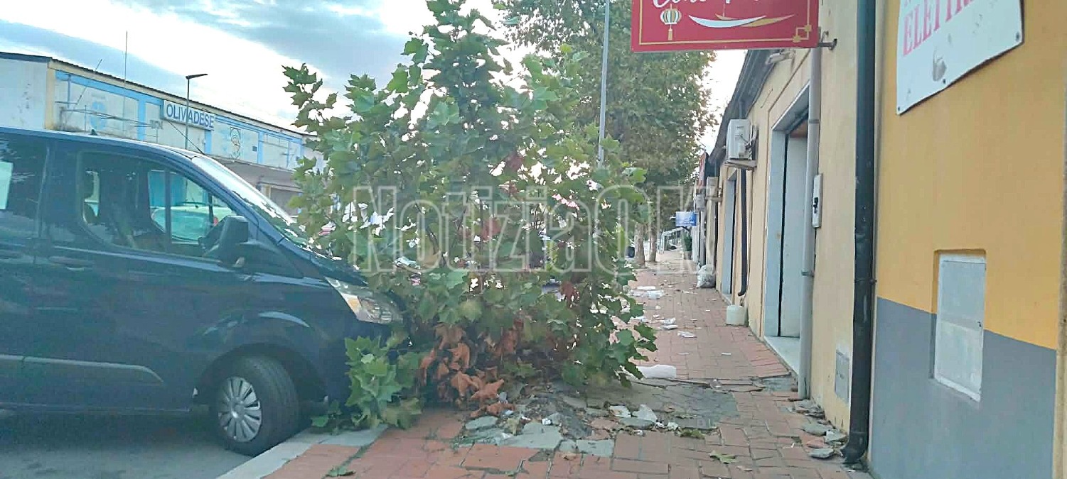 Crotone, via Mario Nicoletta dimenticata: marciapiedi danneggiati e radici in superficie  - Foto: Redazione 