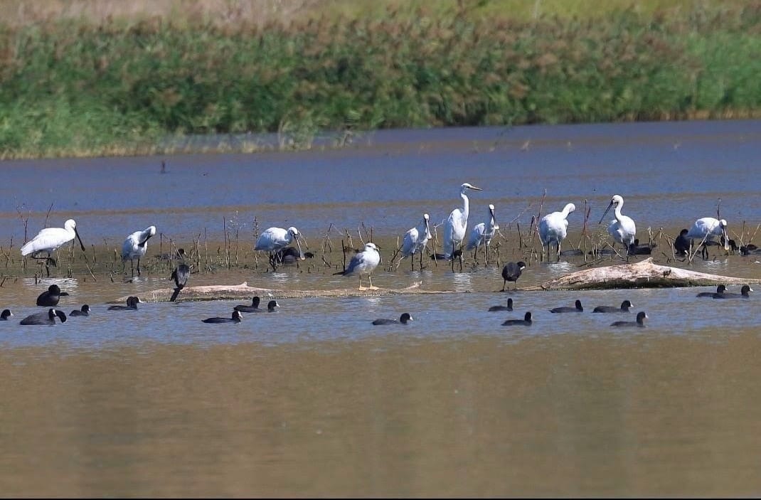 Eurobirdwatch 2026, tre appuntamenti in Calabria per osservare gli uccelli migratori - Foto Uff Stampa Lipu Rende