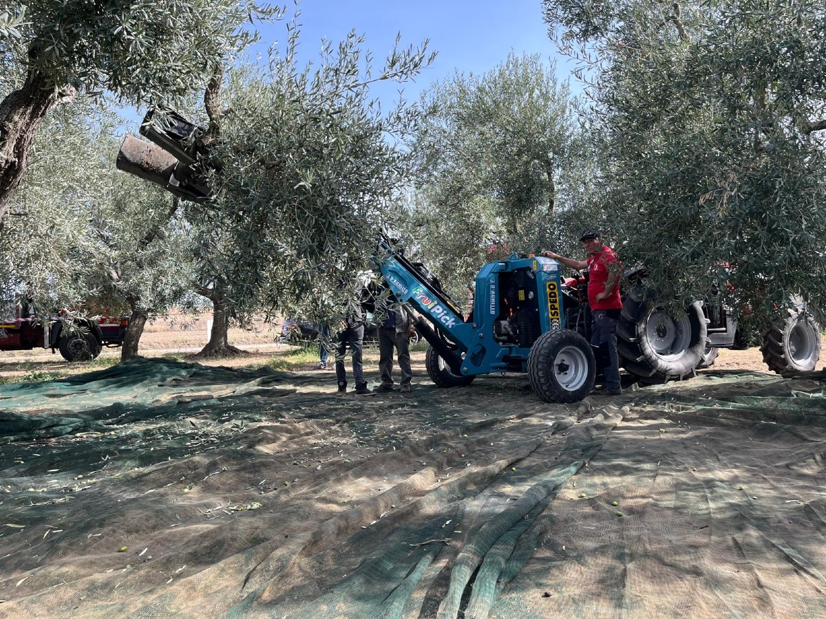 Academy Olivo in Campo Calabria, due giorni tra campo, innovazione, mercato e strategie per il futuro dell’olivicoltura - Foto: Academy Olivo in Campo Calabria