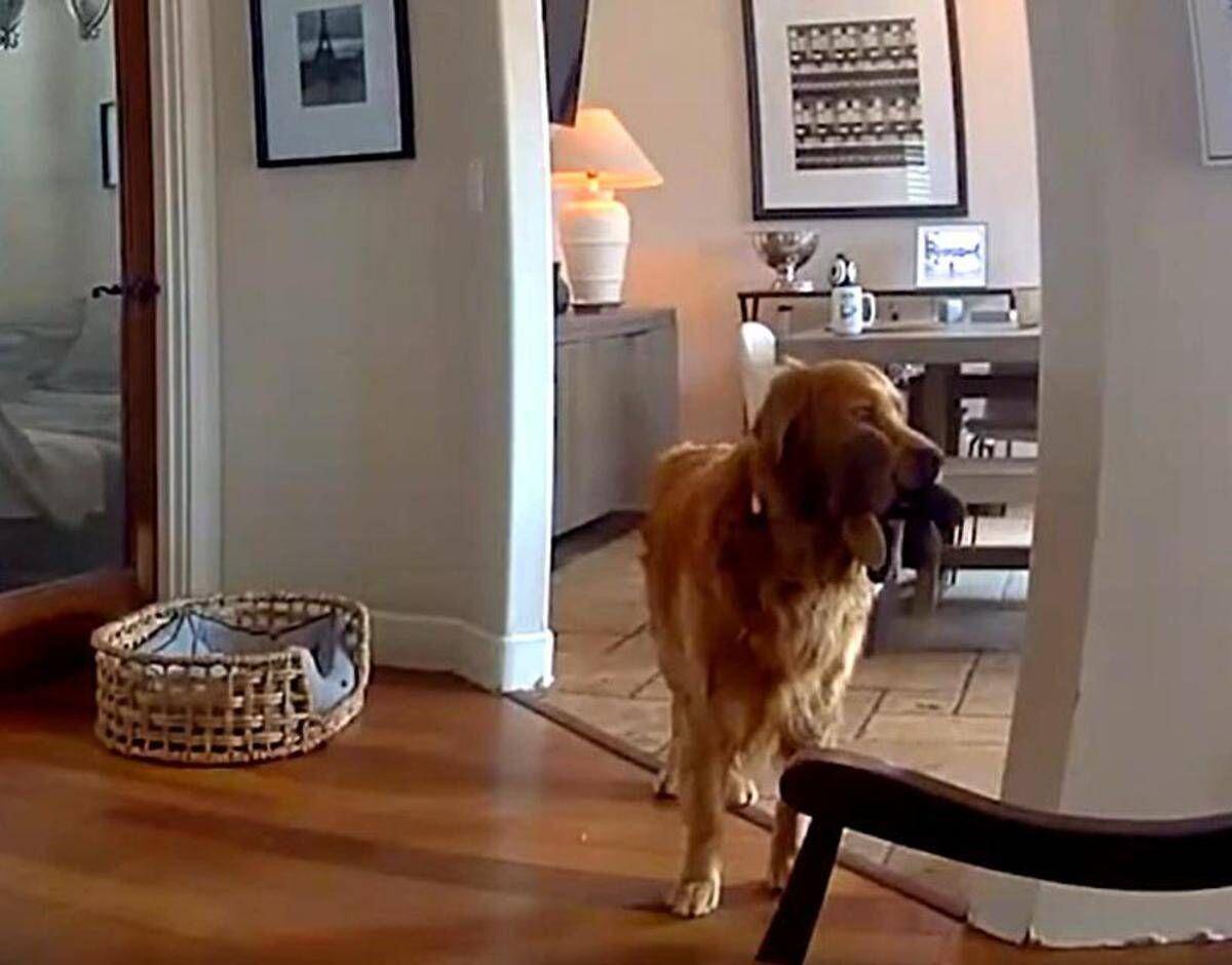 Il ladro entra in casa, il labrador fa festa e porta i giochi... - Video - 